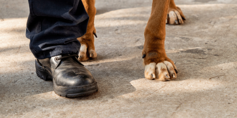 zicht op detail: hondenpoten en mannenschoenen